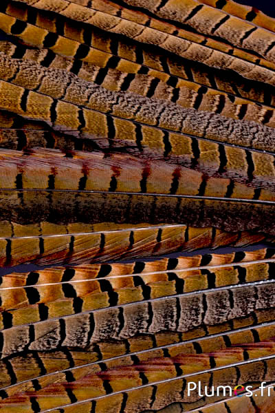 Faisan de Colchide cranté - 35-45 cm - naturel